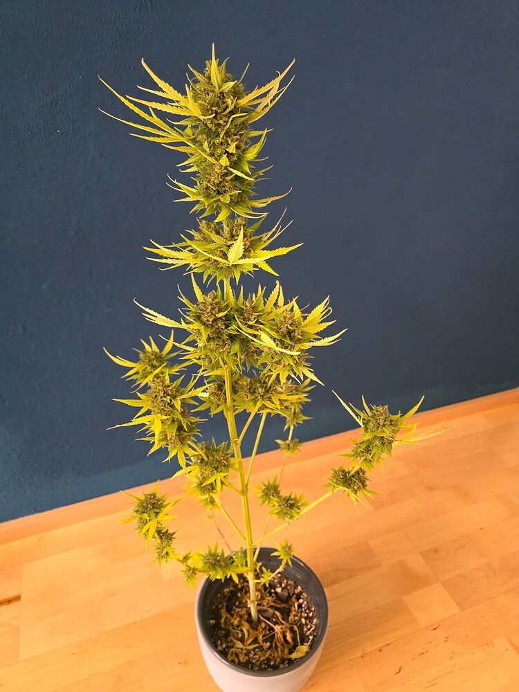 Bonsanto Mini Grow Box XL: Lemon Haze Auto