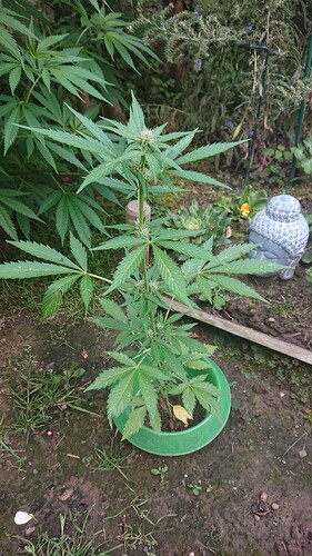 Growreport Bild 35
