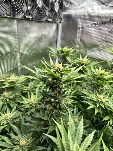 Mehrere blühende Cannabispflanzen in einem Growzelt mit Lüftern an der Oberseite.