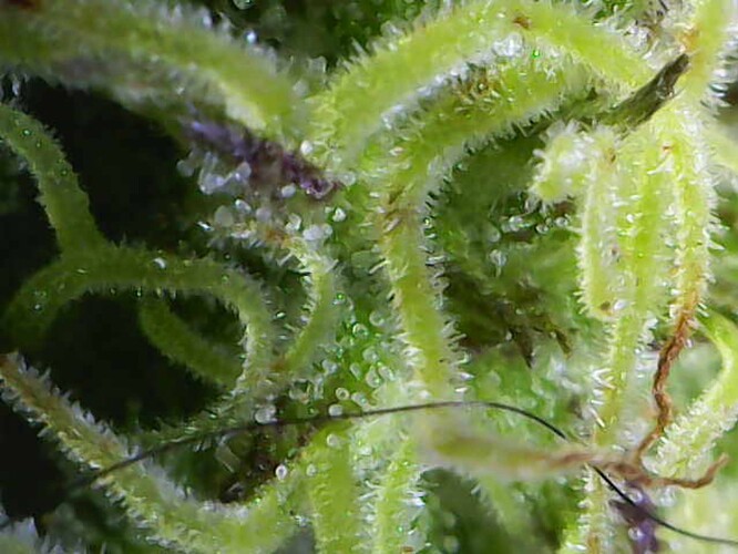 Growreport Bild 10