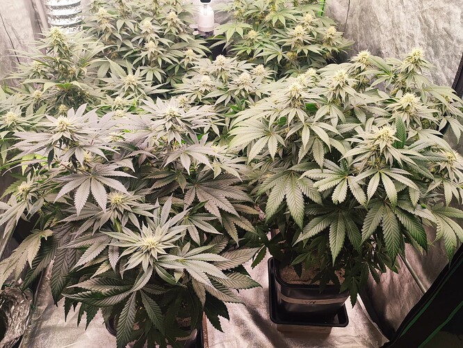 Growreport Bild 13