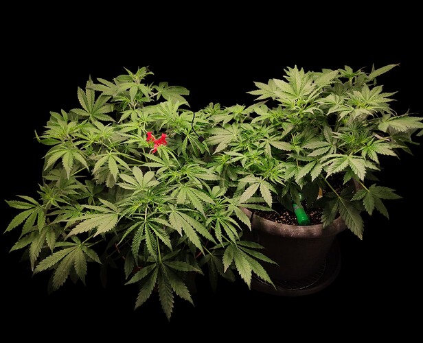 Growreport Bild 4