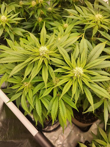 Growreport Bild 9