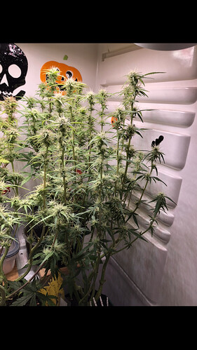 Growreport Bild 4