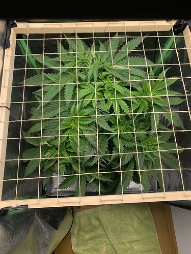 Growreport Bild 8