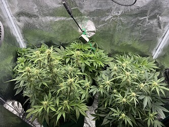 Growreport Bild 2