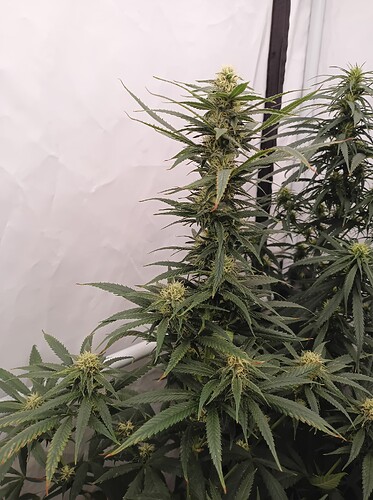 Growreport Bild 16