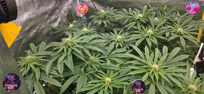 Growreport Bild 28