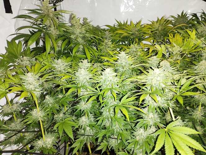 Growreport Bild 11