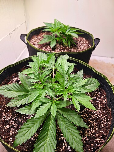 Growreport Bild 4