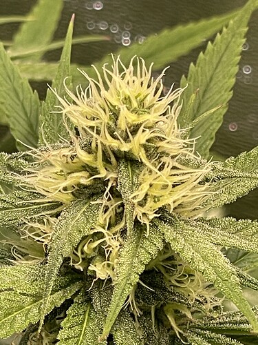 Growreport Bild 8