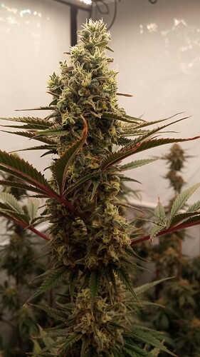 Growreport Bild 22