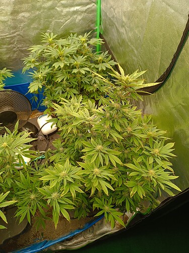 Growreport Bild 3