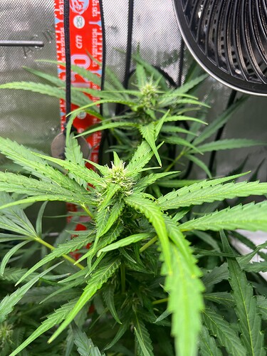 Growreport Bild 5