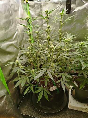 Eine blühende Cannabispflanze in einem Zelt mit reflektierenden Wänden. Die Pflanze hat mehrere Zweige mit beginnenden Blütenständen und breiten, grünen Blättern.