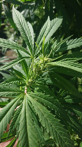 Growreport Bild 29