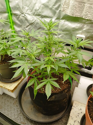 Eine junge Cannabispflanze in einem Stofftopf, die sich im Wuchs befindet. Mehrere Haupttriebe sind sichtbar und die Blätter sind kräftig grün.