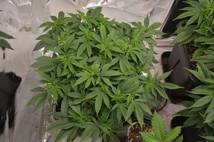 VT45 (1)