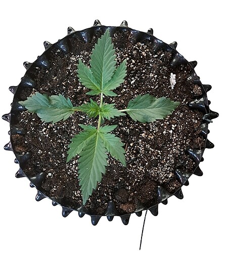 17484230773399059482285546170662