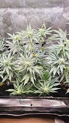 Growreport Bild 8
