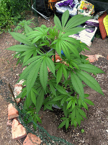 Grow26_0702_10