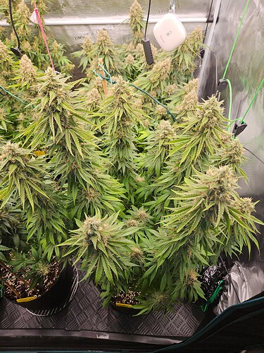 Growreport Bild 8