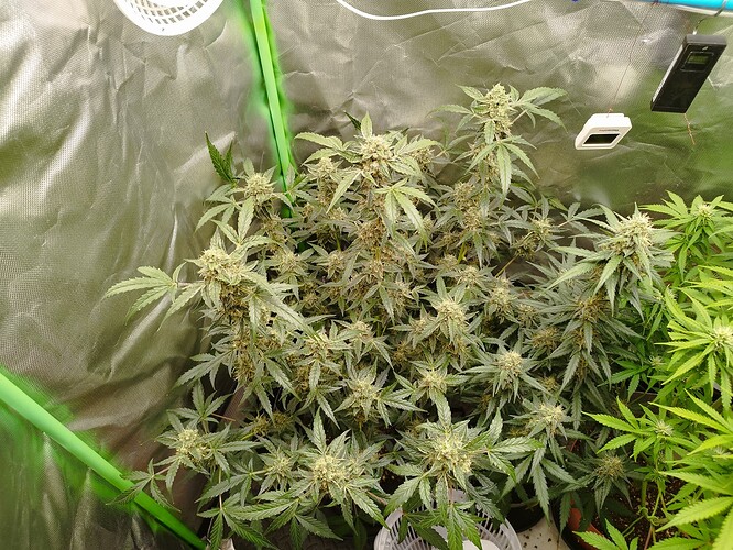 Zwei Cannabis-Pflanzen in der Blütephase in einem Zelt, eine mit dichteren, reiferen Blüten und die andere mit helleren, kleineren Blüten.