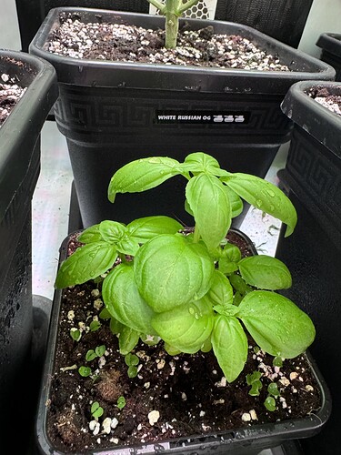 Growreport Bild 5