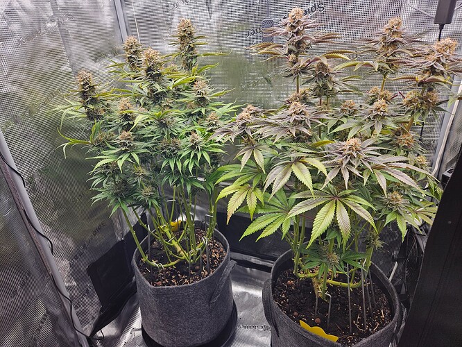 Growreport Bild 29