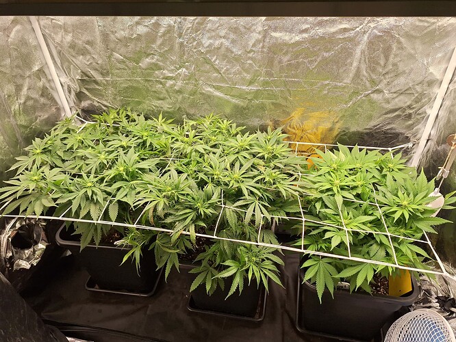 Growreport Bild 3