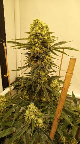 Growreport Bild 18