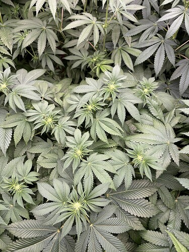 Growreport Bild 28