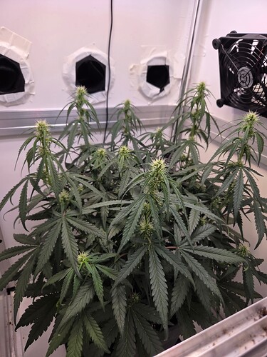 Growreport Bild 7