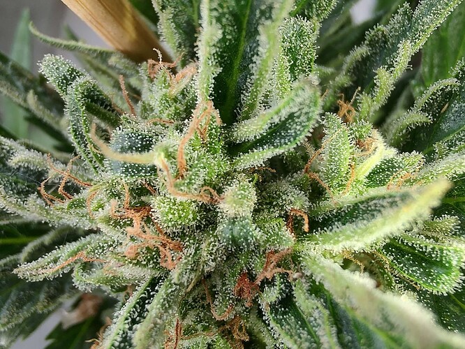 Growreport Bild 5