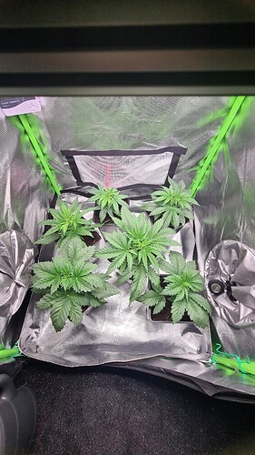 Growreport Bild 1