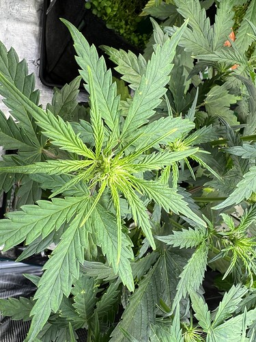 Growreport Bild 4