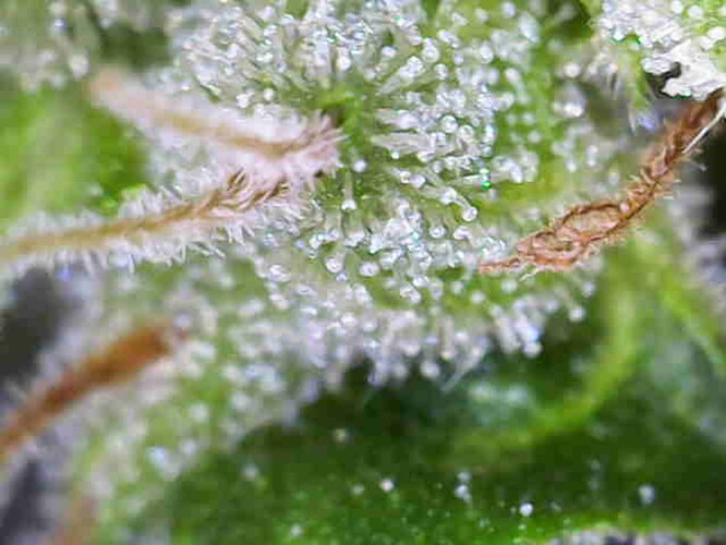 Growreport Bild 27