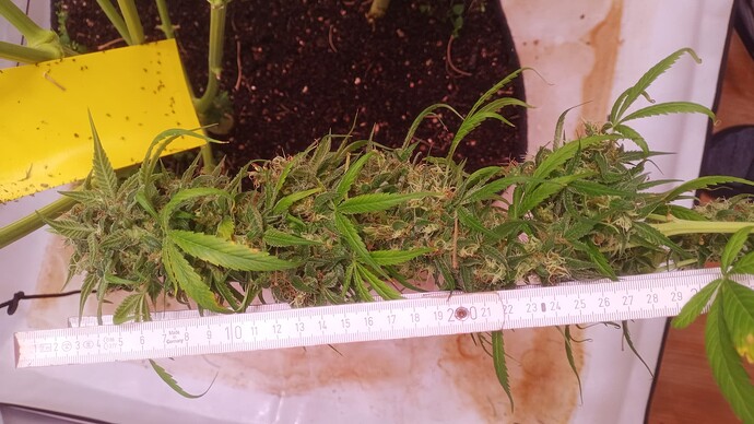 Growreport Bild 16