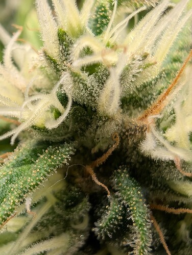 Growreport Bild 2