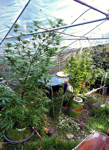 Growreport Bild 2