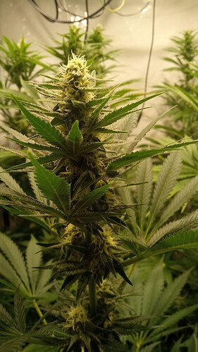 Growreport Bild 54