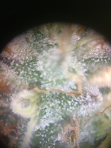 Growreport Bild 1