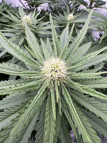 Growreport Bild 3