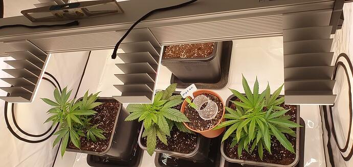Growreport Bild 3