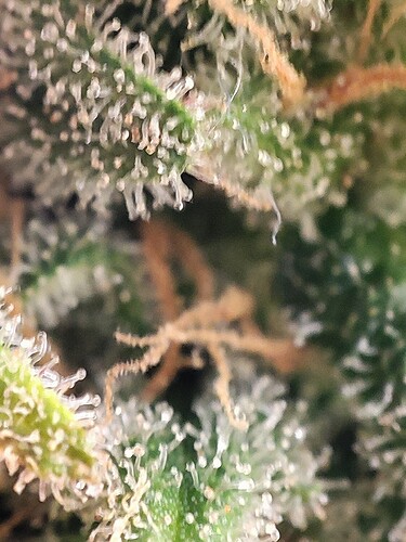 Growreport Bild 79