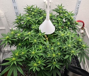 Growreport Bild 58