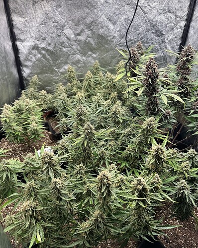 Growreport Bild 3