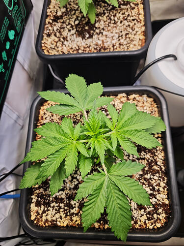 Growreport Bild 20