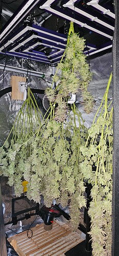 Growreport Bild 69