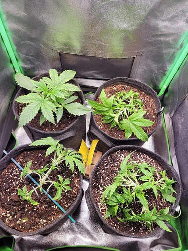 Growreport Bild 11